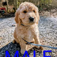 Dark blue collar, a male Goldendoodle and Poodle - Standard  for sale in Cleveland, TN – Photo 6 of 7