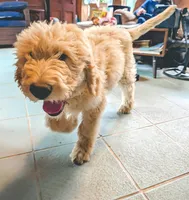 Dark blue collar Potty Trained , a male Goldendoodle and Poodle - Standard  for sale in Cleveland, TN – Photo 1 of 10