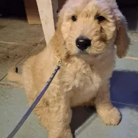 Dark blue collar, a male Goldendoodle and Poodle - Standard  for sale in Cleveland, TN – Photo 1 of 7