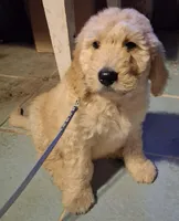 Dark blue collar, a male Goldendoodle and Double Doodle for sale in Cleveland, TN – Photo 1 of 7