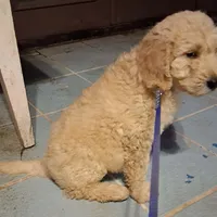 Dark blue collar, a male Goldendoodle and Poodle - Standard  for sale in Cleveland, TN – Photo 3 of 7