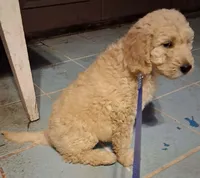 Dark blue collar, a male Goldendoodle and Double Doodle for sale in Cleveland, TN – Photo 3 of 7