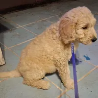 Dark blue collar, a male Goldendoodle and Poodle - Standard  for sale in Cleveland, TN – Photo 2 of 7