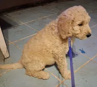 Dark blue collar, a male Goldendoodle and Double Doodle for sale in Cleveland, TN – Photo 2 of 7
