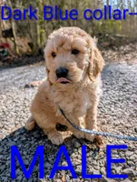 Dark blue collar, a male Goldendoodle and Double Doodle for sale in Cleveland, TN – Photo 4 of 7