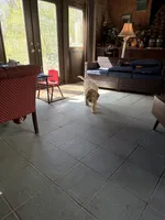 Green collar Potty trained , a male Goldendoodle and Poodle - Standard  for sale in Cleveland, TN – Photo 3 of 10