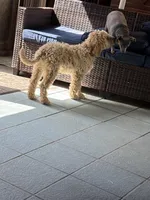 Green collar Potty trained , a male Goldendoodle and Poodle - Standard  for sale in Cleveland, TN – Photo 2 of 10