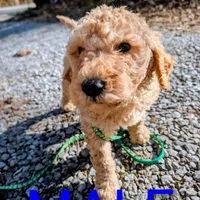 Green collar, a male Goldendoodle and Poodle - Standard  for sale in Cleveland, TN – Photo 4 of 6