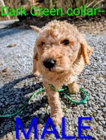 Green collar, a male Goldendoodle and Double Doodle for sale in Cleveland, TN – Photo 1 of 3