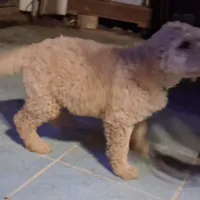 Green collar, a male Goldendoodle and Poodle - Standard  for sale in Cleveland, TN – Photo 3 of 6