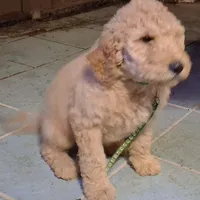 Green collar, a male Goldendoodle and Poodle - Standard  for sale in Cleveland, TN – Photo 1 of 6