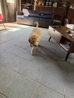 Green collar Potty trained , a male Goldendoodle and Poodle - Standard  for sale in Cleveland, TN – Photo 4 of 10