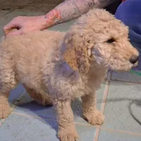 Green collar, a male Goldendoodle and Poodle - Standard  for sale in Cleveland, TN – Photo 2 of 6