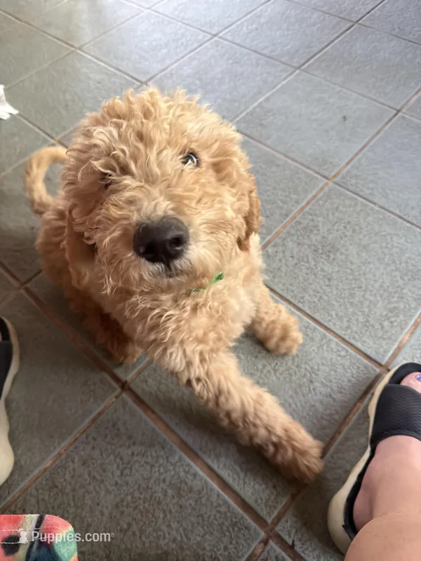 Green collar Potty trained  – Goldendoodle, Poodle - Standard  puppy for sale in Cleveland, TN