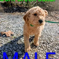 Green collar, a male Goldendoodle and Poodle - Standard  for sale in Cleveland, TN – Photo 5 of 6