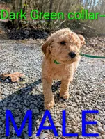 Green collar, a male Goldendoodle and Double Doodle for sale in Cleveland, TN – Photo 2 of 3