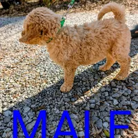 Green collar, a male Goldendoodle and Poodle - Standard  for sale in Cleveland, TN – Photo 6 of 6