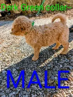 Green collar, a male Goldendoodle and Double Doodle for sale in Cleveland, TN – Photo 3 of 3