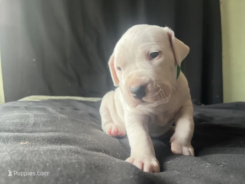 patton – Dogo Argentino puppy for sale in Ault, CO