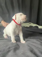 Freya , a female Dogo Argentino for sale in Ault, CO – Photo 2 of 2