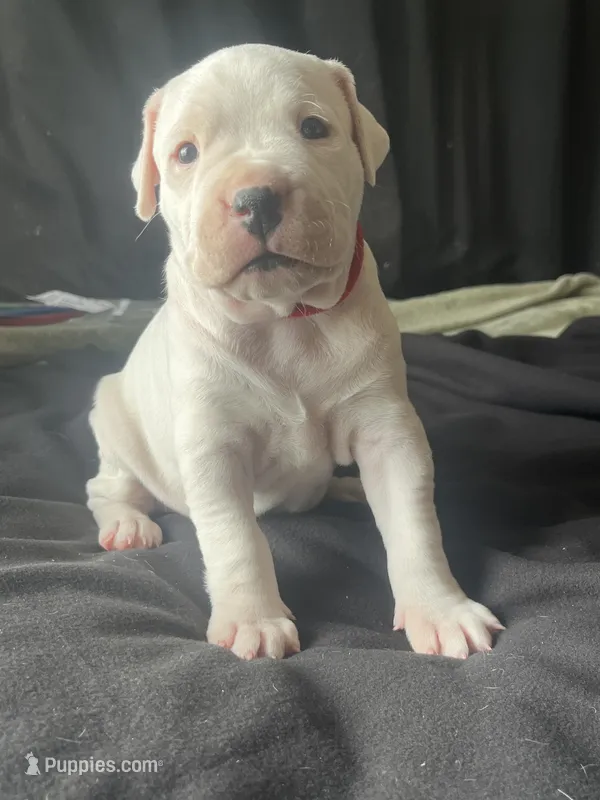 Freya  – Dogo Argentino puppy for sale in Ault, CO