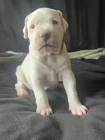 Freya , a female Dogo Argentino for sale in Ault, CO – Photo 1 of 2