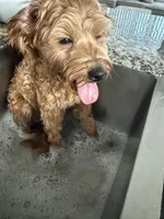 Valentine , a female Golden Retriever and Poodle - Miniature  for sale in Minneapolis, MN – Photo 4 of 6