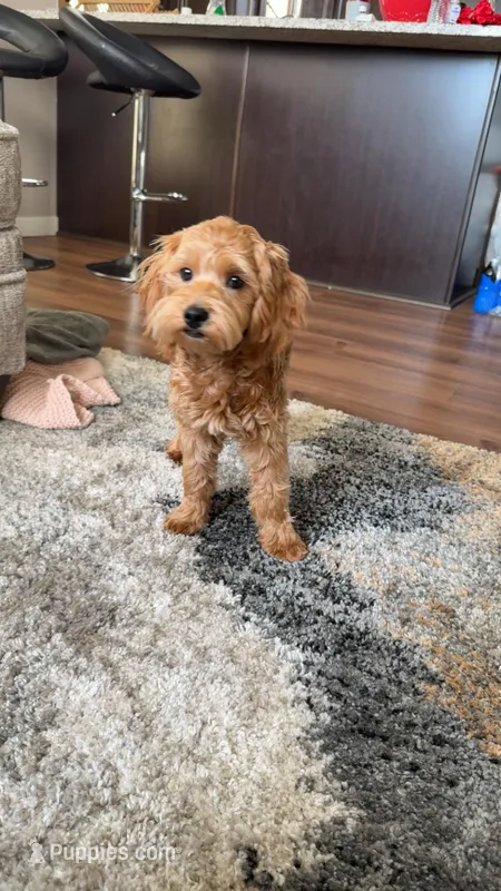 Valentine  – Golden Retriever, Poodle - Miniature  puppy for sale in Minneapolis, MN