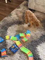 Valentine , a female Golden Retriever and Poodle - Miniature  for sale in Minneapolis, MN – Photo 6 of 6