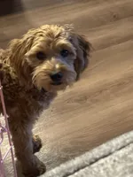 Valentine , a female Golden Retriever and Poodle - Miniature  for sale in Minneapolis, MN – Photo 3 of 6