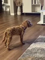 Valentine , a female Golden Retriever and Poodle - Miniature  for sale in Minneapolis, MN – Photo 5 of 6