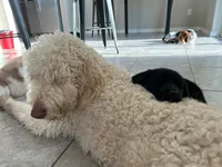 Nala , a female Goldendoodle for sale in Humble, TX – 5 of 7