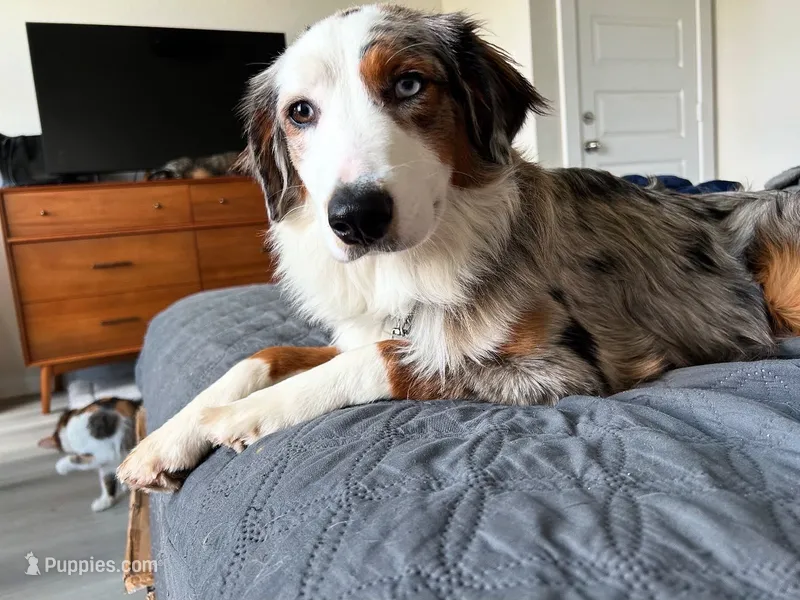 Denver  – Australian Shepherd puppy for sale in Humble, TX