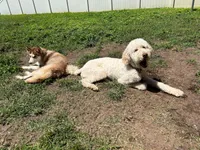 Nala , a female Goldendoodle for sale in Humble, TX – 7 of 7