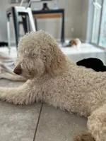 Nala , a female Goldendoodle for sale in Humble, TX – 3 of 7