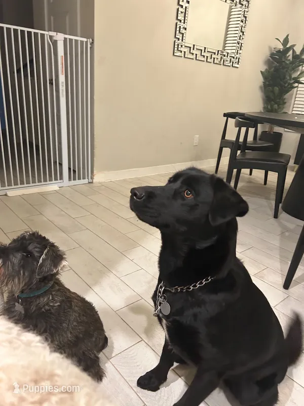 Ruby  – Labrador Retriever puppy for sale in Humble, TX