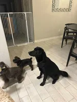 Ruby , a female Labrador Retriever for sale in Humble, TX – 7 of 7