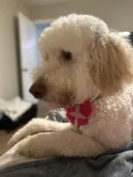 Nala , a female Goldendoodle for sale in Humble, TX – 2 of 7