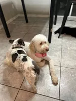 Nala , a female Goldendoodle for sale in Humble, TX – 4 of 7