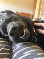 Ruby , a female Labrador Retriever for sale in Humble, TX – 4 of 7