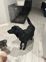 Ruby , a female Labrador Retriever for sale in Humble, TX – 2 of 7
