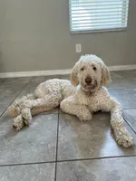 Nala , a female Goldendoodle for sale in Humble, TX – 6 of 7