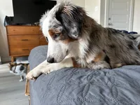 Denver , a female Australian Shepherd for sale in Humble, TX – 2 of 3