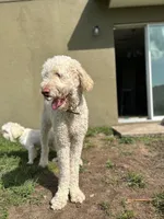 Nala , a female Goldendoodle for sale in Humble, TX – 1 of 7