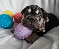 George, a male French Bulldog for sale in San Diego, CA – Photo 2 of 2