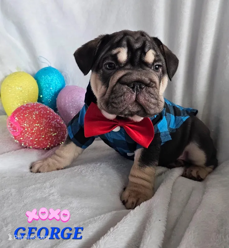 George, a male French Bulldog for sale in San Diego, CA – Photo 1 of 2