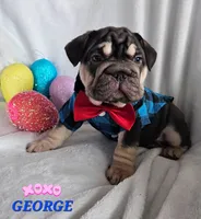 George, a male French Bulldog for sale in San Diego, CA – Photo 1 of 2
