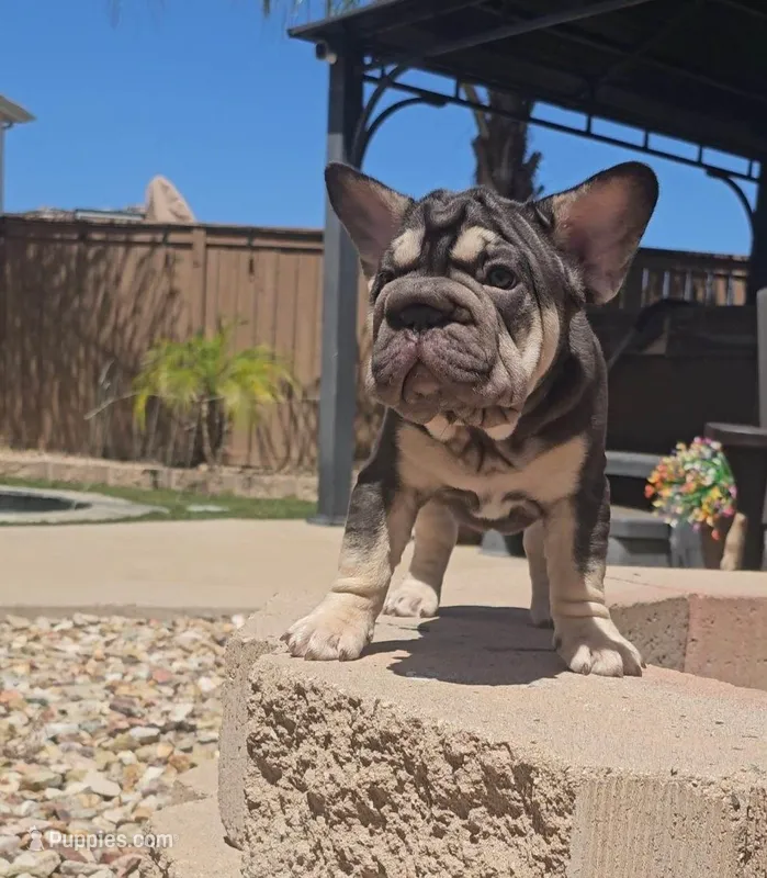 George – French Bulldog puppy for sale in San Diego, CA