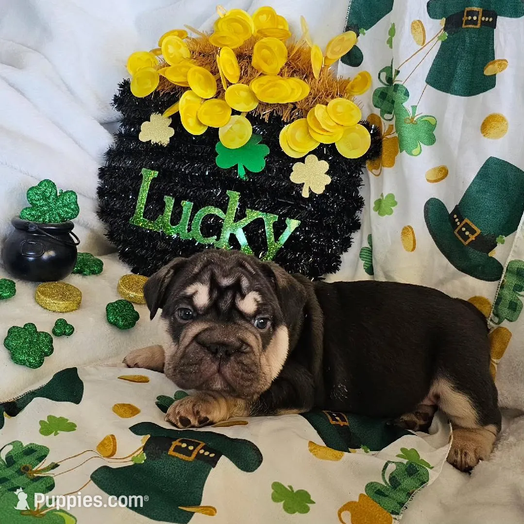 George – French Bulldog puppy for sale in San Diego, CA