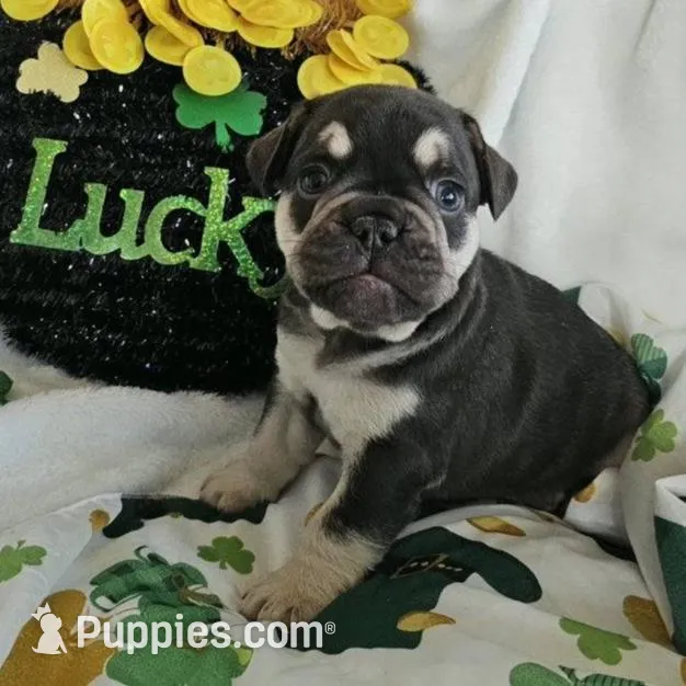 Cosmo – French Bulldog puppy for sale in San Diego, CA